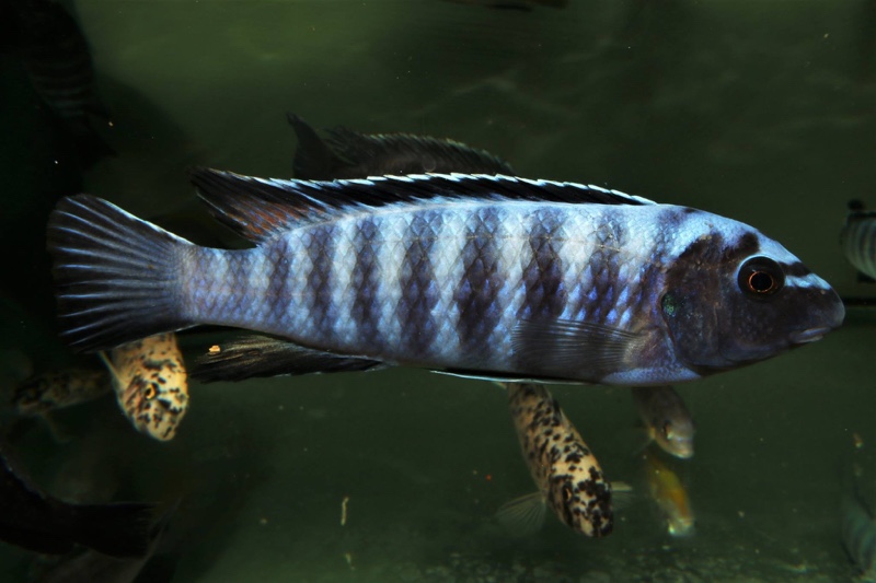 Labeotropheus trewavasae 'Higga Reef'